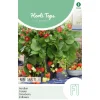 Aardbeien Ruby Ann hangaardbei