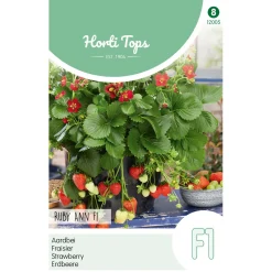 Aardbeien Ruby Ann hangaardbei