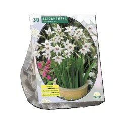 Acidanthera Bicolor per 30