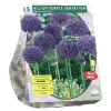 Allium Aflatunense Purple Sensation per 15 Baltus