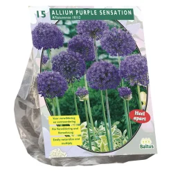 Allium Aflatunense Purple Sensation per 15 Baltus
