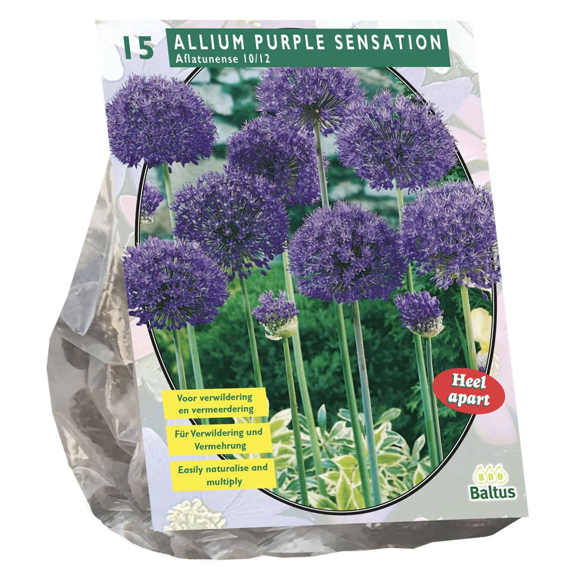 Allium Aflatunense Purple Sensation per 15 Baltus