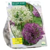 Allium Giant mix per 3