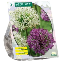 Allium Giant mix per 3