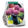 Allium Gladiator His Excellence per 3 Baltus