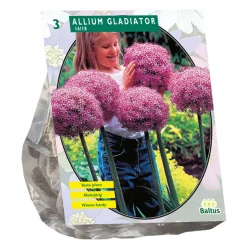 Allium Gladiator His Excellence per 3 Baltus