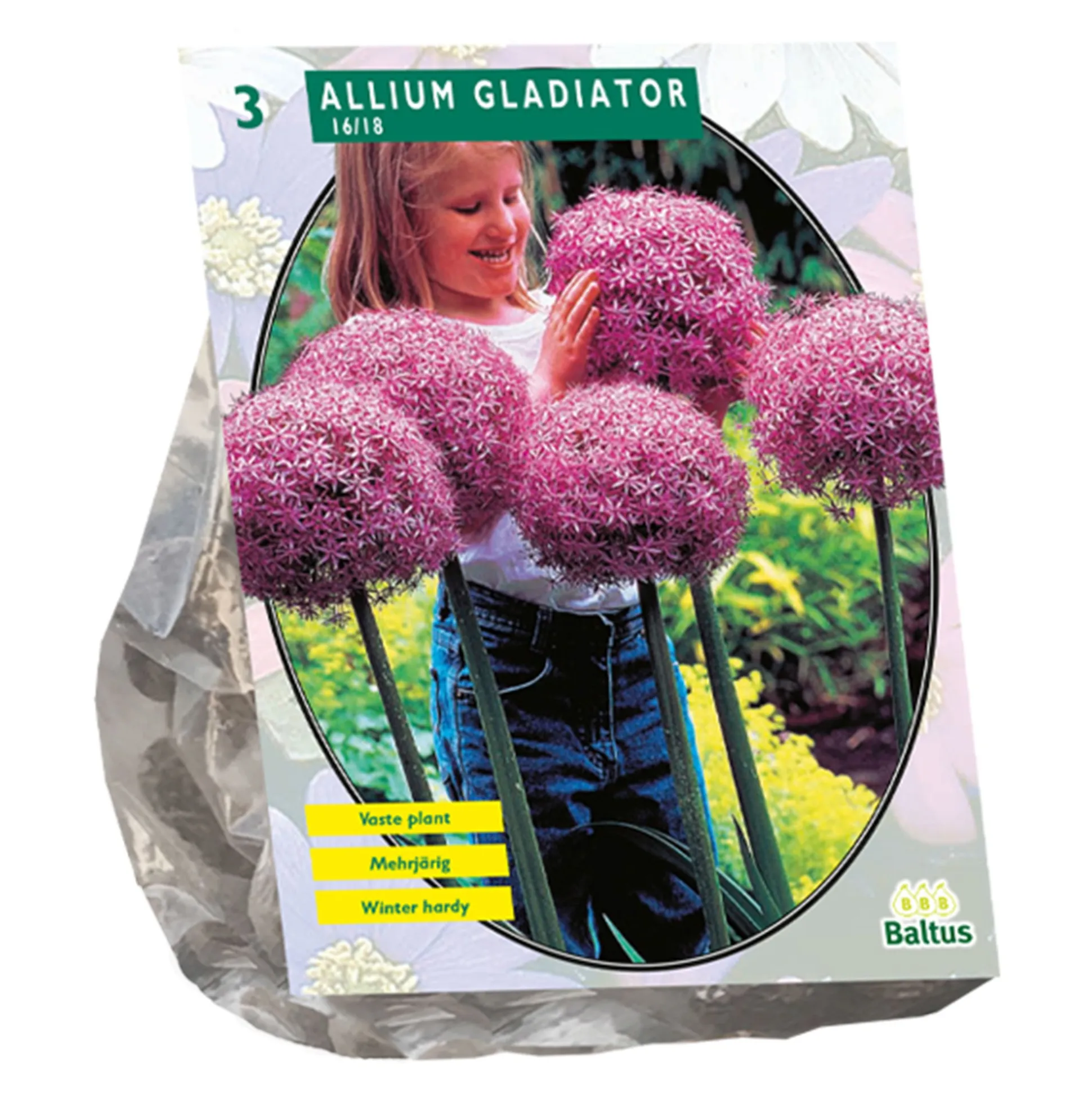 Allium Gladiator His Excellence per 3 Baltus