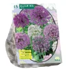 Allium mix Paars Wit per 15