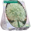 Allium Mount Everest per 3