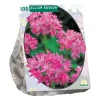 Allium Roseum per 100
