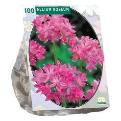 Allium Roseum per 100