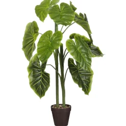 Alocasia in pot 100 cm