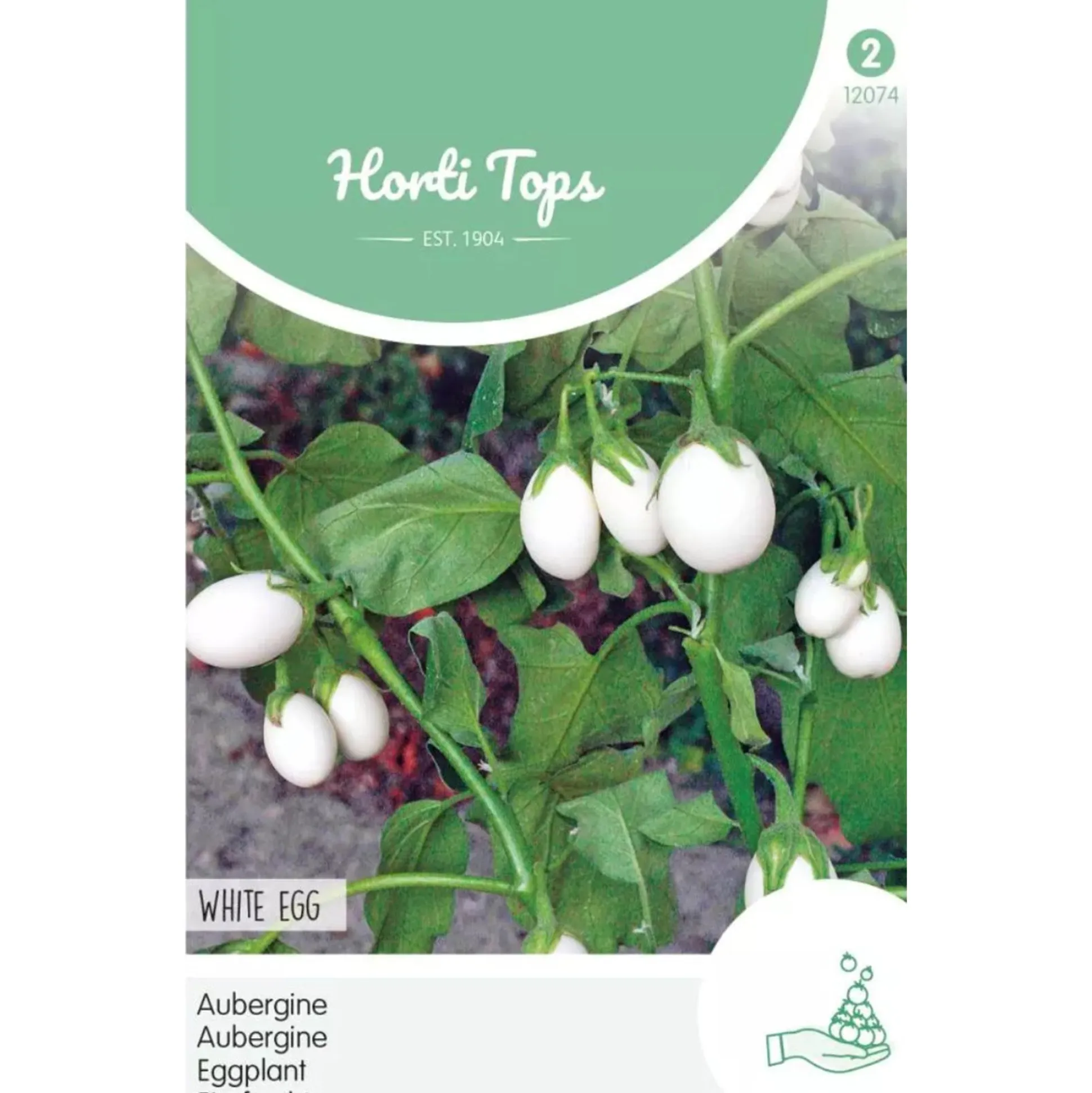 Aubergine white Eggs