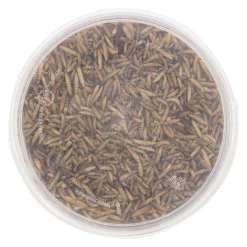 Black soldier flies 3L Smulti