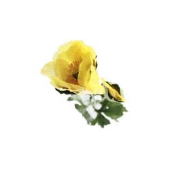 Bloem Poppy geel 60 cm