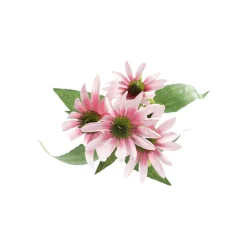 Bloem Rudbeckia lila 73 cm