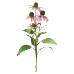 Bloem Rudbeckia lila 73 cm