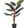 Calathea roseopicta in pot 90 cm
