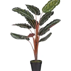 Calathea roseopicta in pot 90 cm