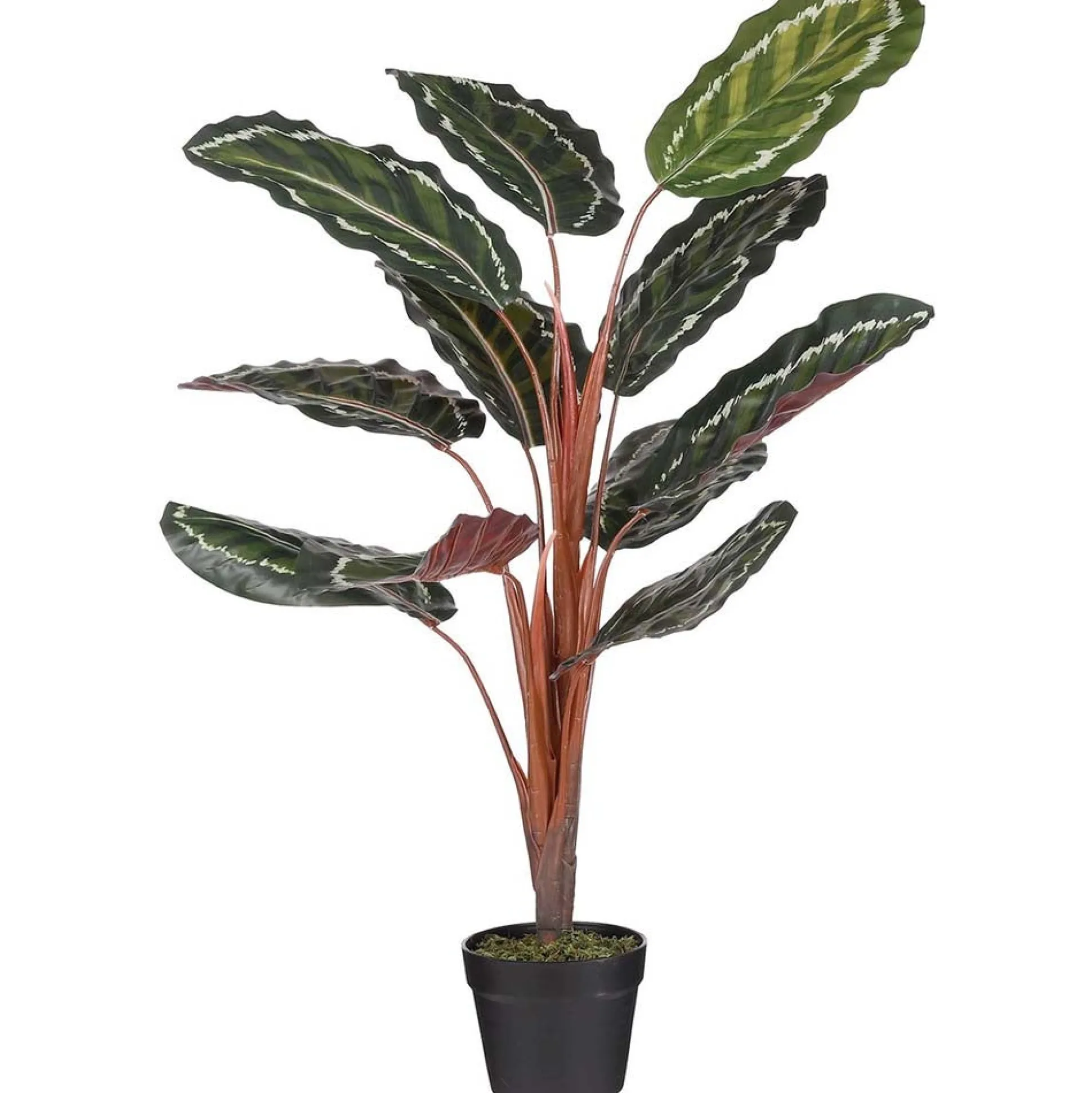 Calathea roseopicta in pot 90 cm