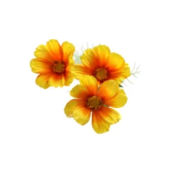 Calliopsis geel 64 cm