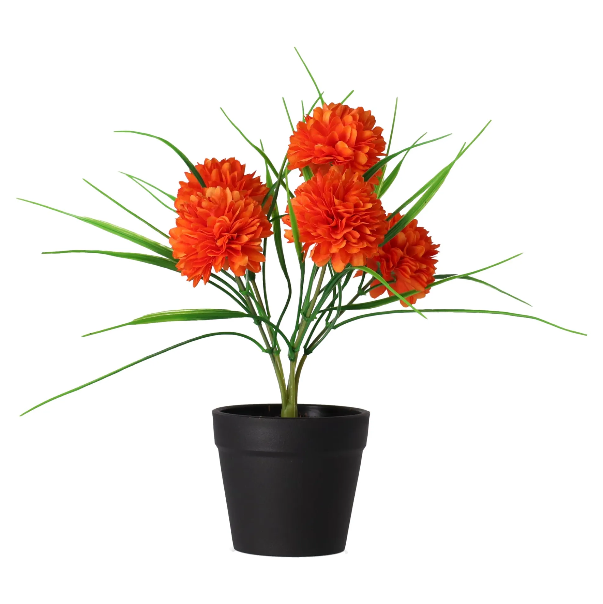 Chrysant in pot roze, oranje, crème