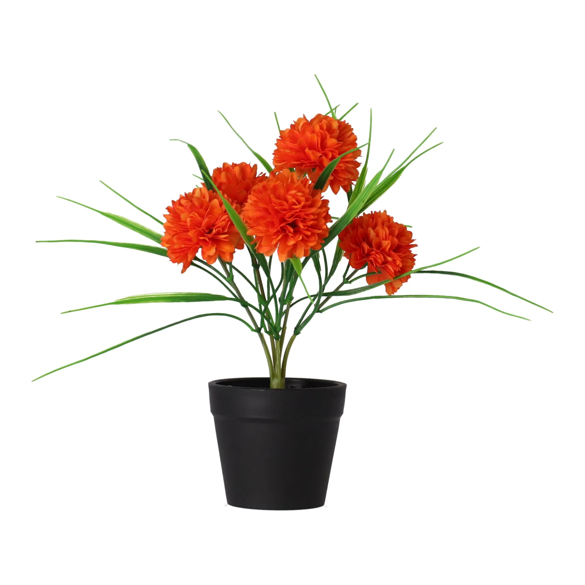 Chrysant in pot roze, oranje, crème