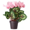 Cyclaam plant 4 assorti