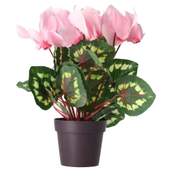 Cyclaam plant 4 assorti