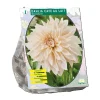 Dahlia Dinnerplate Café au Lait per 1