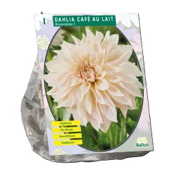 Dahlia Dinnerplate Café au Lait per 1
