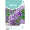 Damastbloem violet
