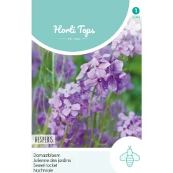 Damastbloem violet