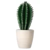Decoratieve cactusplant 19 cm diverse assorti
