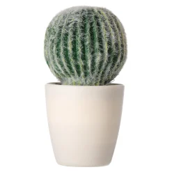 Decoratieve cactusplant 19 cm diverse assorti