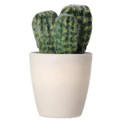 Decoratieve cactusplant 19 cm diverse assorti