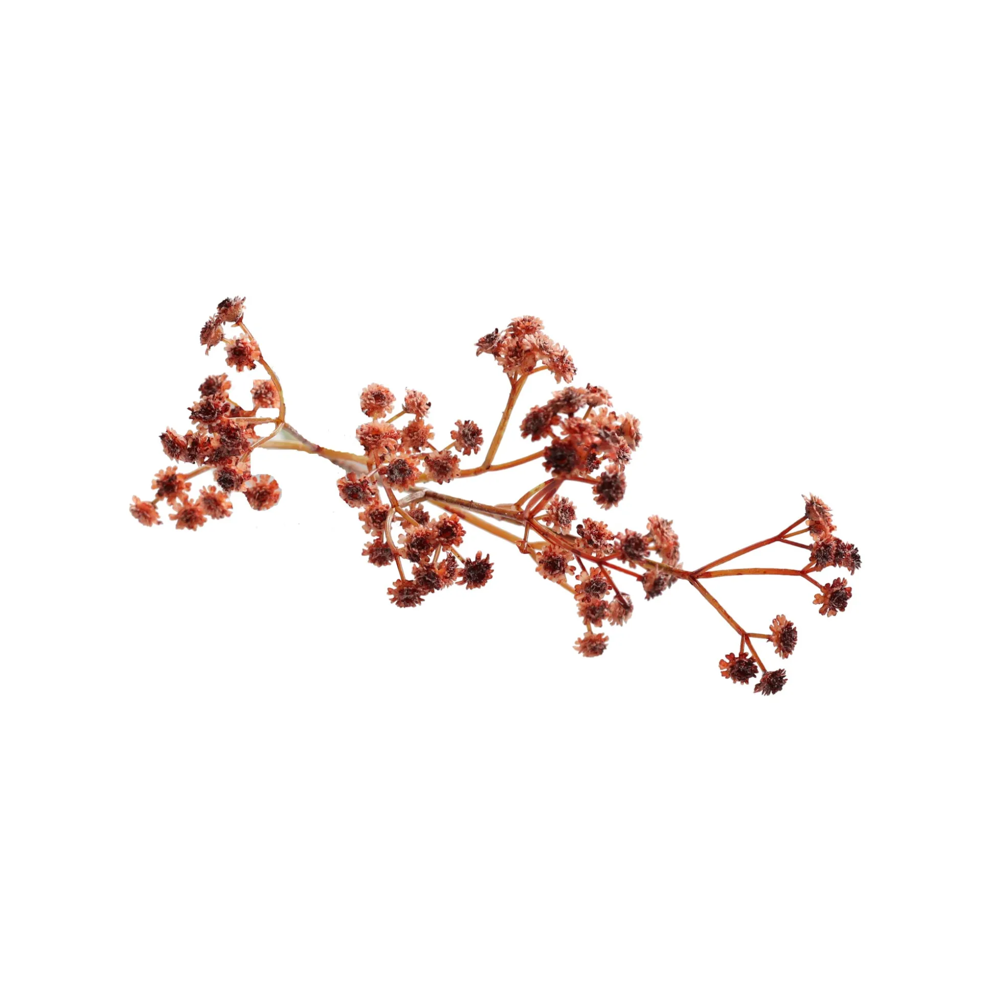 Decoratieve tak bruidssluier 60 cm 2 assorti