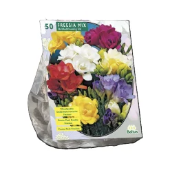 Freesia Mix per 50 dubbel