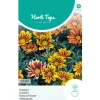 Gazania Sunshine mix