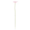 Gerbera roze 50 cm