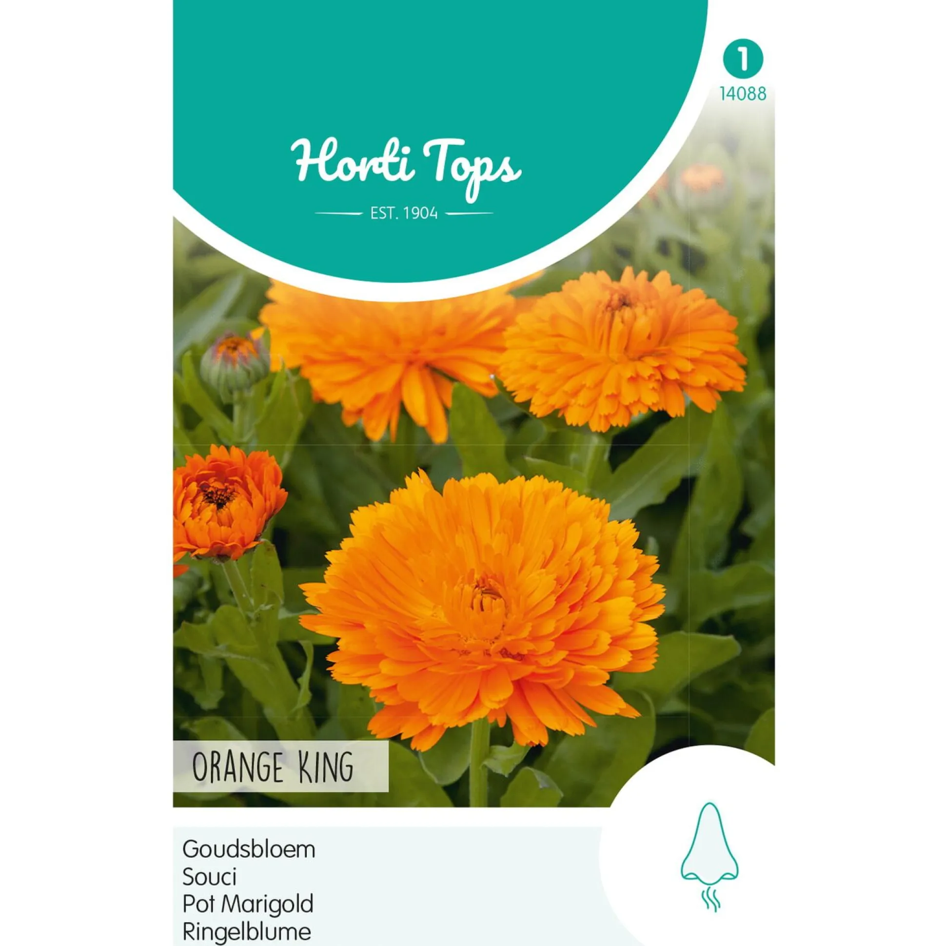 Goudsbloem Orange King