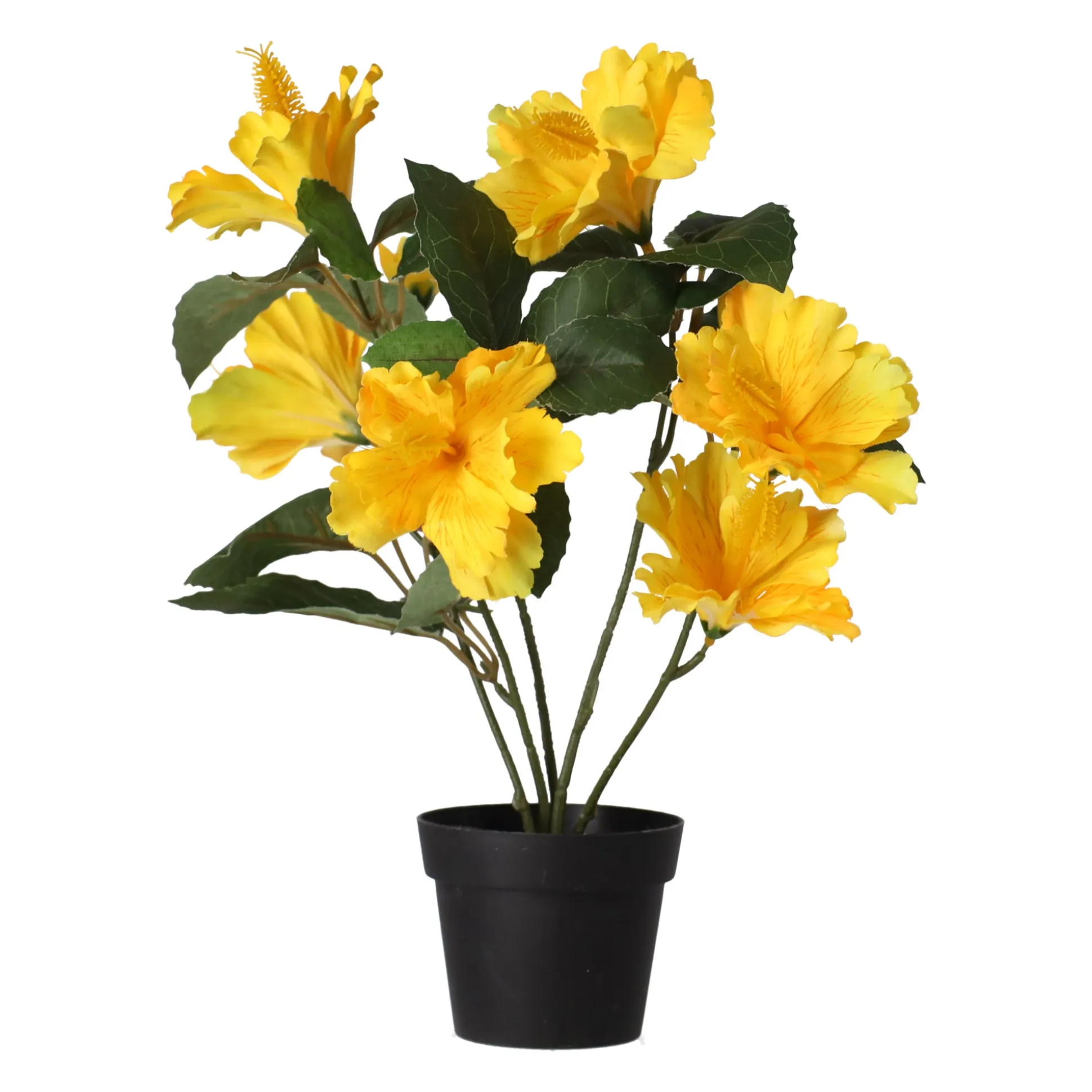 Hibiscus in pot diverse assorti