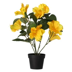 Hibiscus in pot diverse assorti