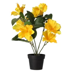 Hibiscus in pot diverse assorti