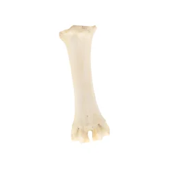 Hondensnack calcium been groot