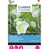 Klokwinde Alba wit