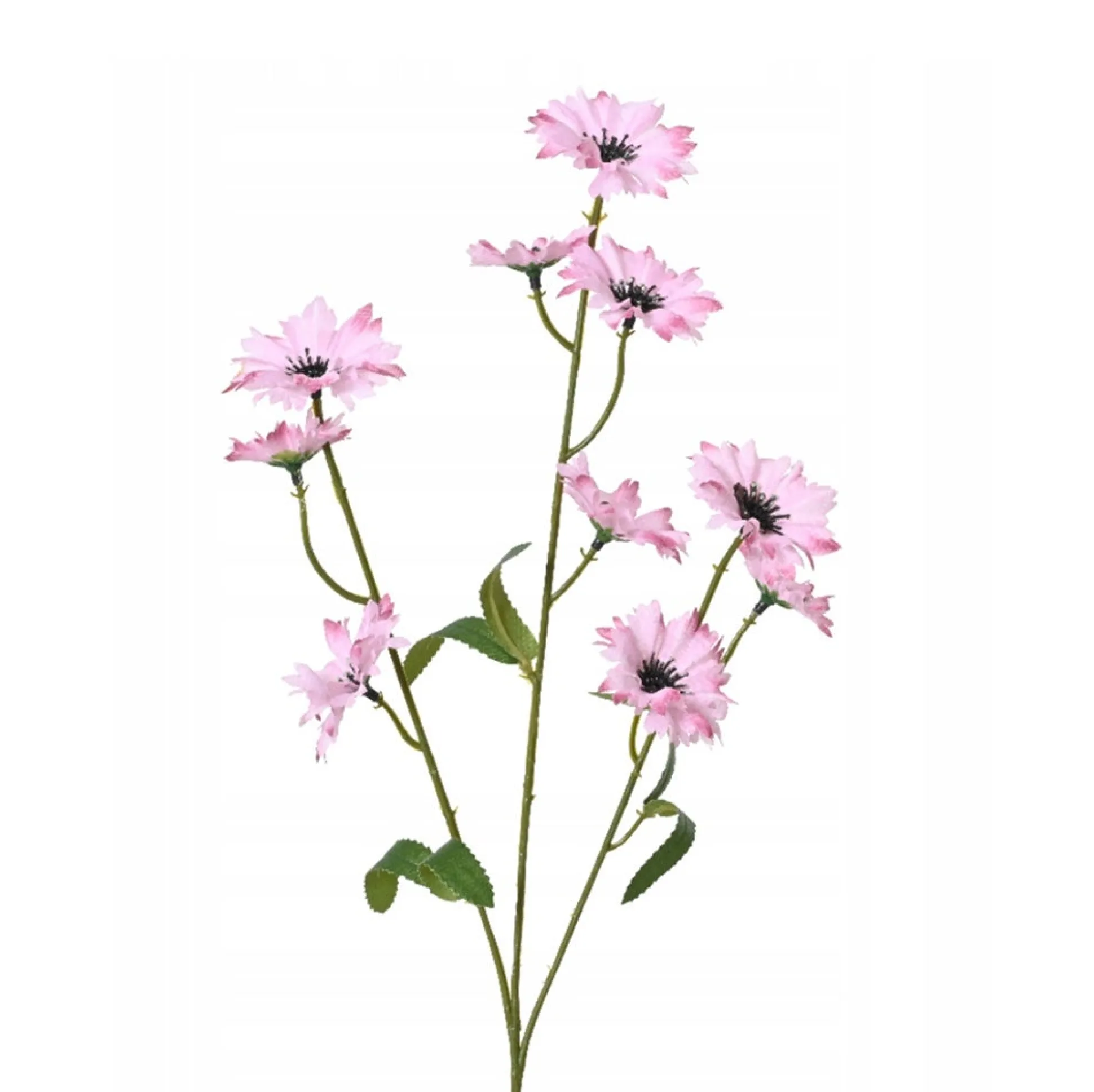 Korenbloem roze 55 cm