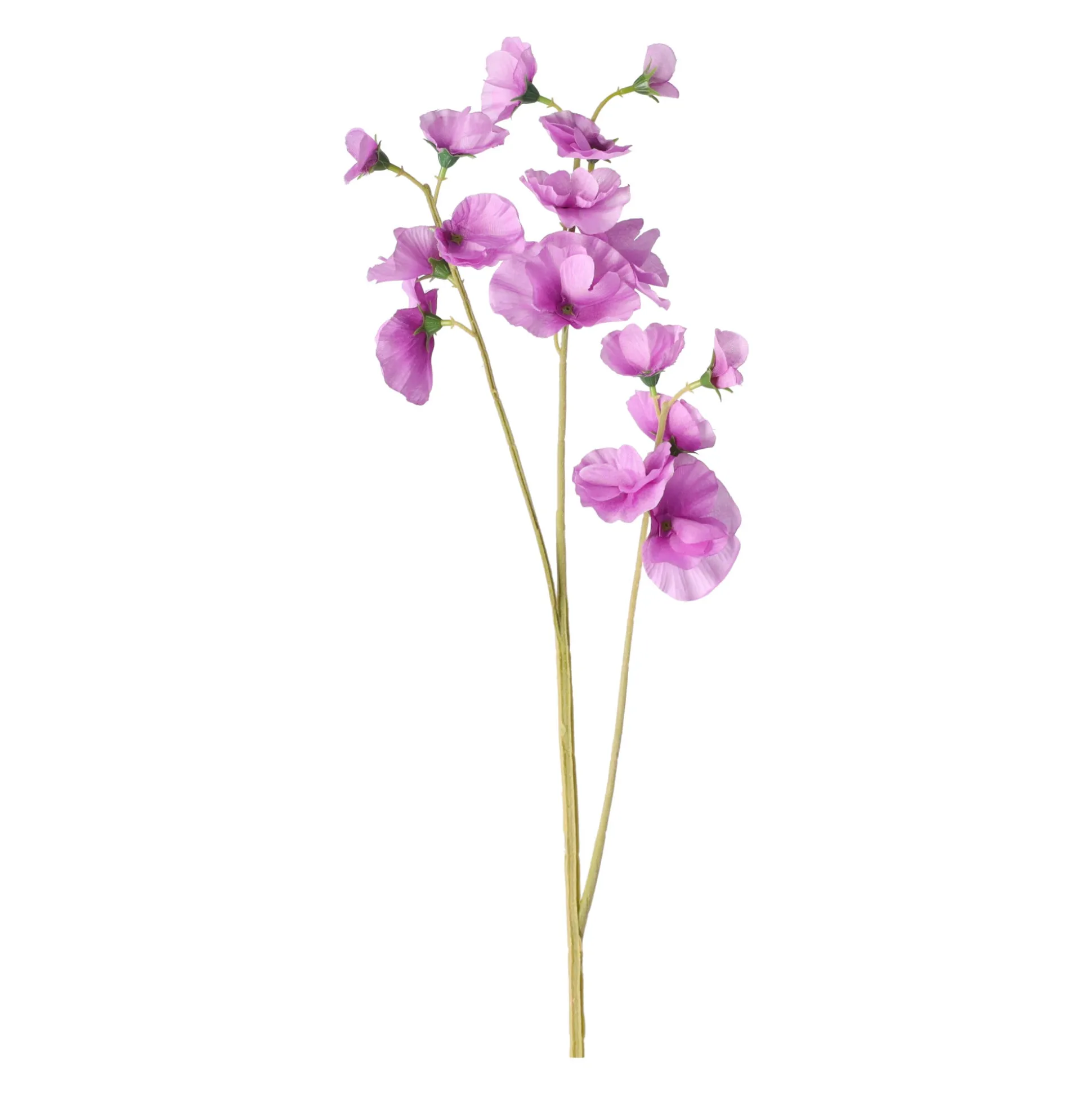 Lathyrus op steel paars 60 cm