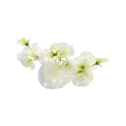 Lathyrus op steel wit 60 cm
