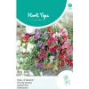 Lathyrus Royal Mix